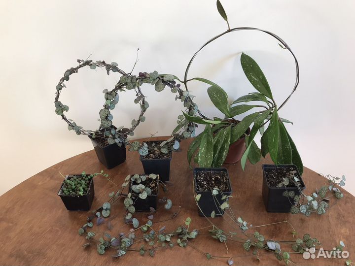 Церопегия Крестовник и другие суккуленты