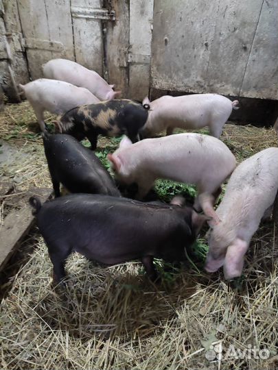 Поросята