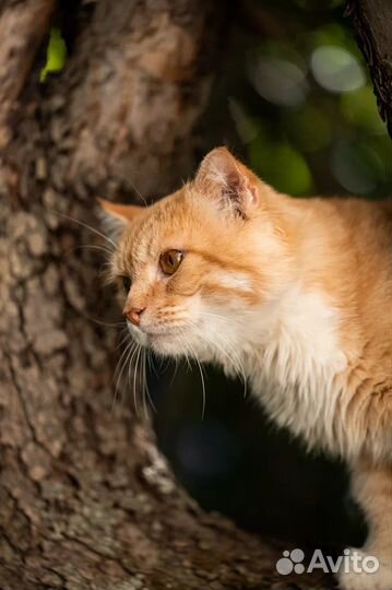 Котик в добрые руки