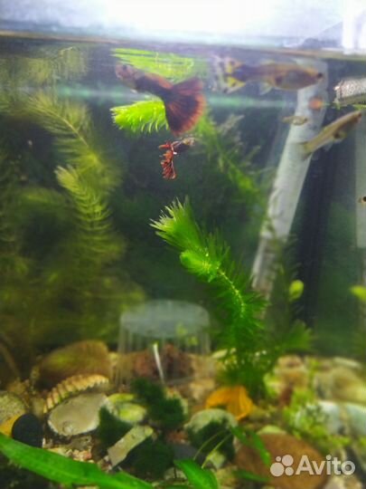 Аквариумные рыбки гуппи