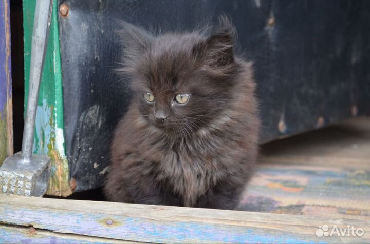 Семсь британской и с дворняжкой