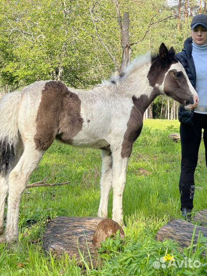 Жеребёнок кросс тинкер