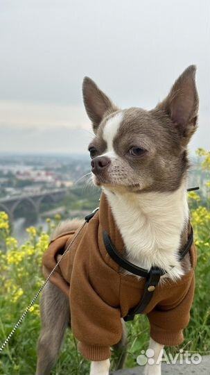 Чихуахуа вязка