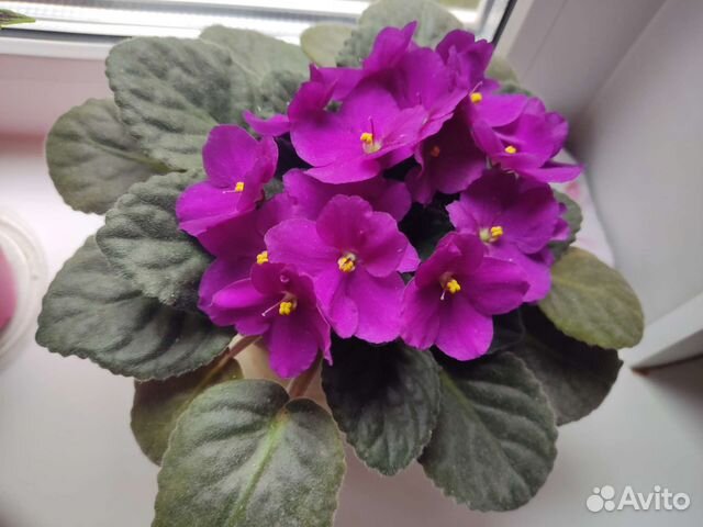 Фиалка фиолетовая