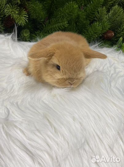 Много красивых кроликов