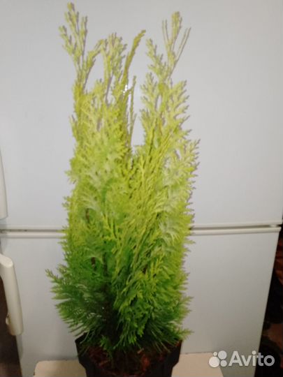 Хамеципарис лавсана Ivonne