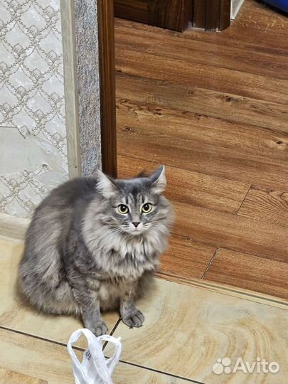 Сибирская кошка