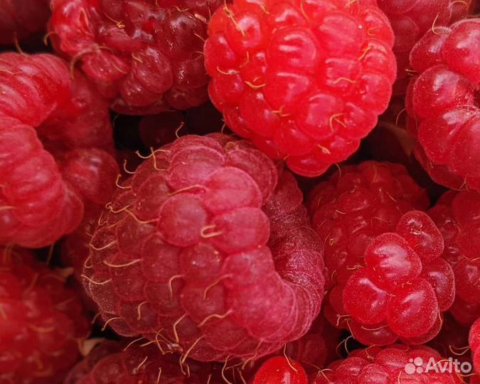 Ежевика, малина