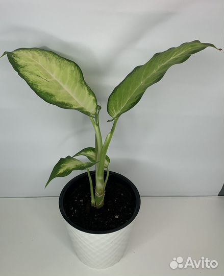 Диффенбахия Камилла