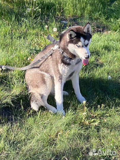 Сибирский хаски