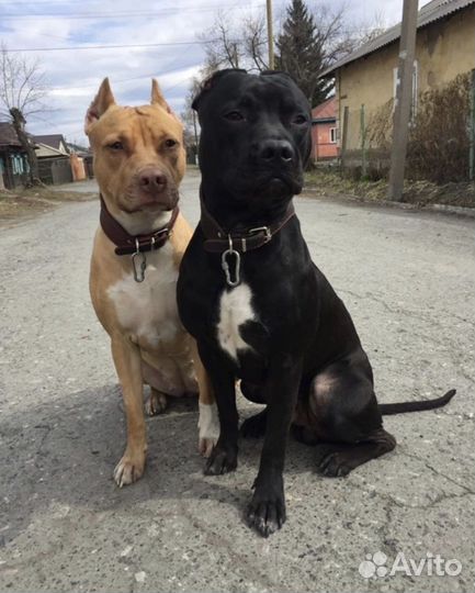 Щенки питбуля