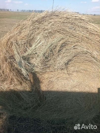 Продам сено 3 центера