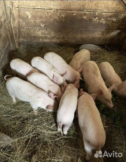 Поросята (свиньи) ландрас и крупная белая