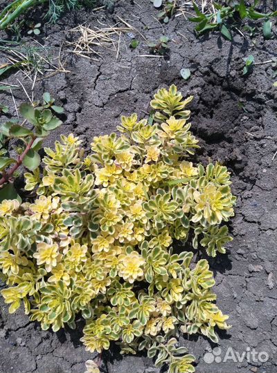 Декоративные кустарники