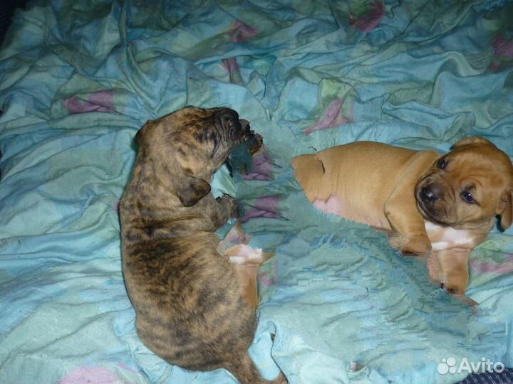 Щенки питбуля