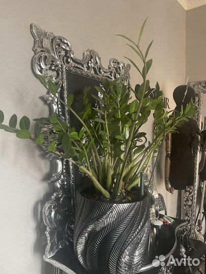 Замиокулькас