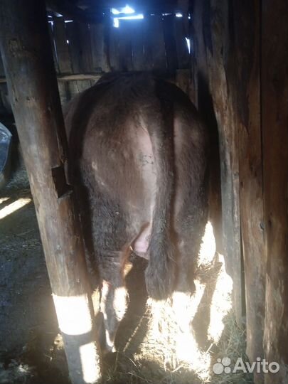 Продам Бычков тёлок