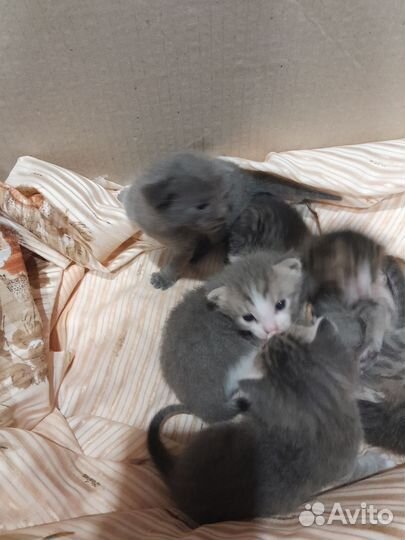 Котята в добрые руки