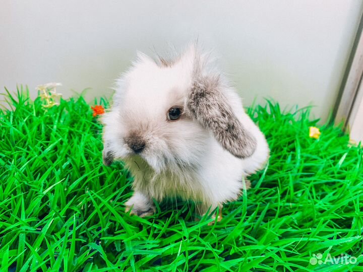 Карликовый кролик - Мега мини
