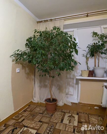 Фикус бенджамина большой