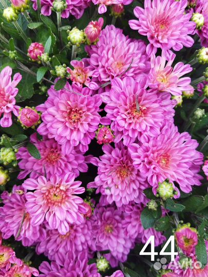 Хризантемы