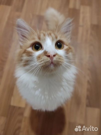 Котенок в добрые руки