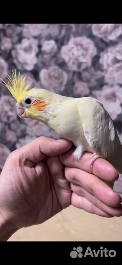 Попугай корелла птенец