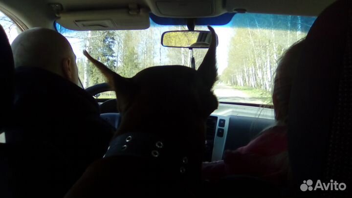 Перевозка собак, кошек