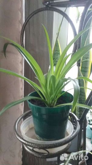 Хлорофитум для очистки воздуха