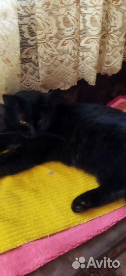 Кошки в добрые руки породистые