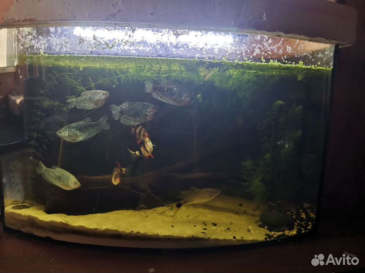Аквариум с рыбками