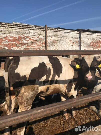 Бычки помесь абердином