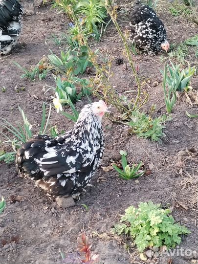 Инкубационное яйцо карликовый кохинхин и Бентамка