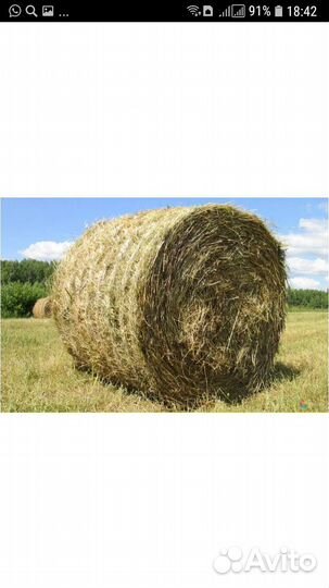 Продам сено в рулонах