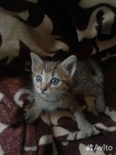 В добрые руки котенок