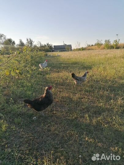 Домашние куры несушки