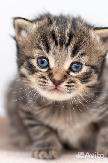 Очаровательные сладкие маленькие котята 1,5 мес