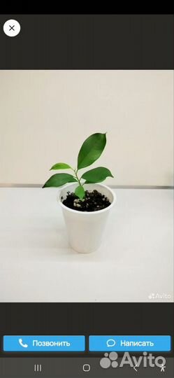 Фикус микрокарпа