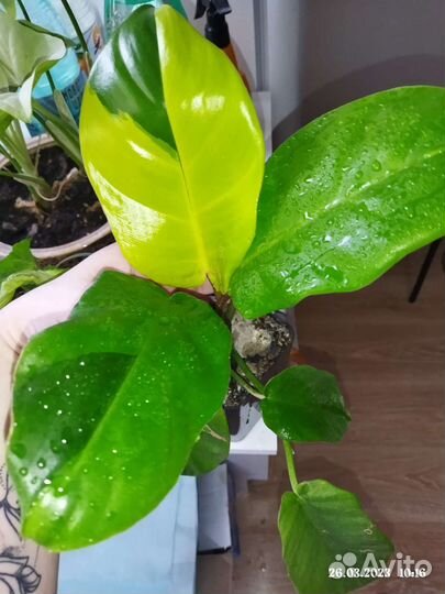 Филодендрон ло спотед
