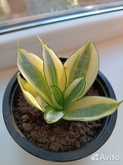 Сансевиерия сортовая Ханни