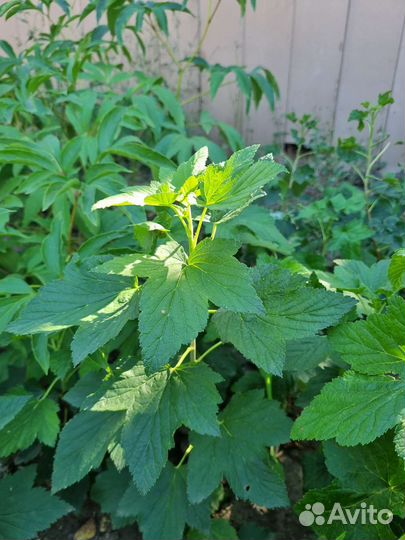 Саженцы черной смородины