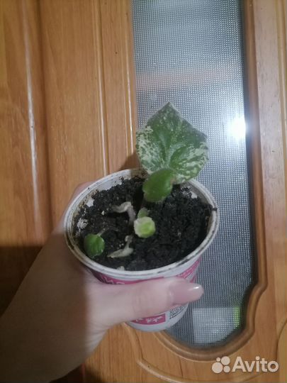 Комнатные растения