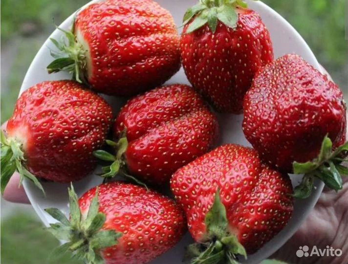 Саженцы клубники/виктории крупноплодной