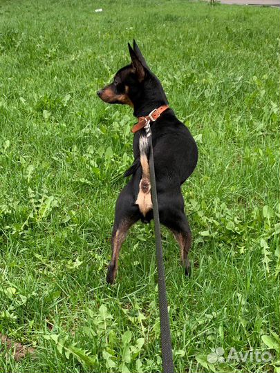 Пинчер ищет невесту