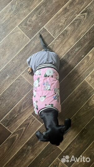 Одежда для собак