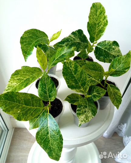 Фикус Септика Голд Сплеш