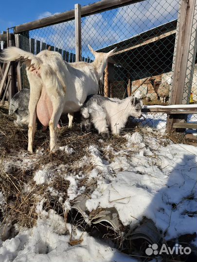 Альпийские козы