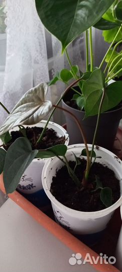 Комнатные растения