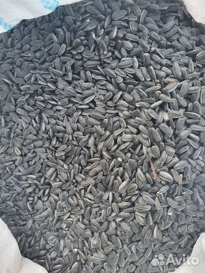 Семечки подсолнуха спк (птичка)