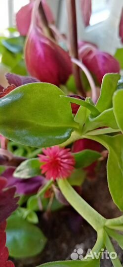 Аптения в наличии 1 шт